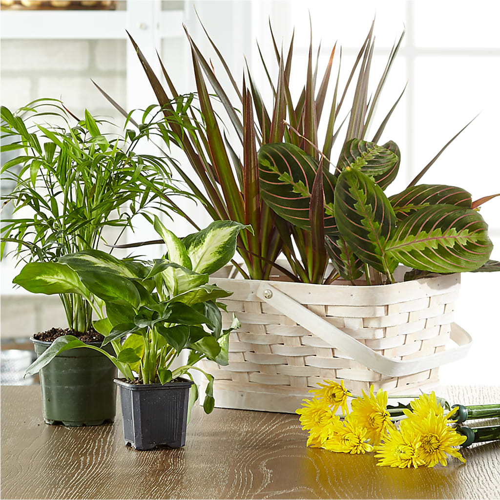 Florist Designed Blooming and Green Plants in a Basket – Portage Florals, Portage PA