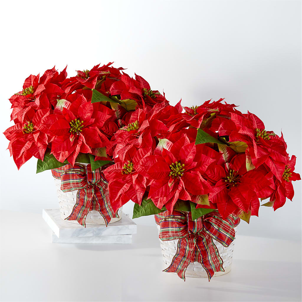 Happiest Holidays Poinsettia Bundle – Portage Florals, Portage PA