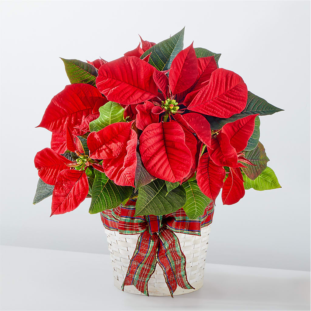 Happiest Holidays Poinsettia – Portage Florals, Portage PA