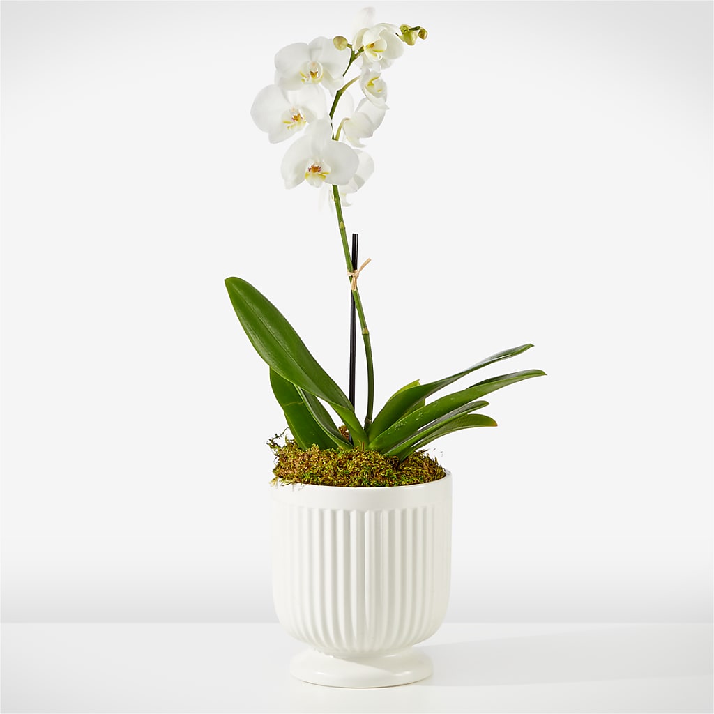 Whispering White Orchid – Portage Florals, Portage PA