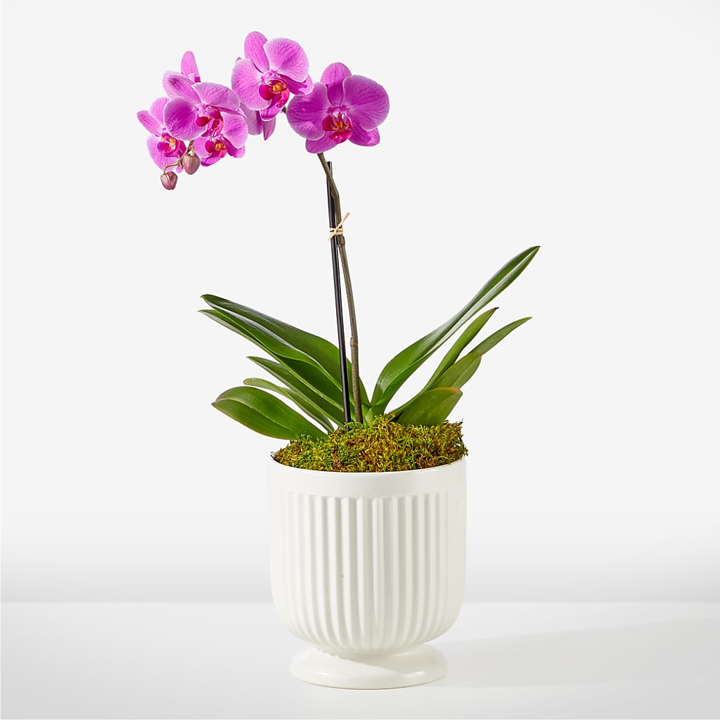 Friendly Fuchsia Orchid – Portage Florals, Portage PA