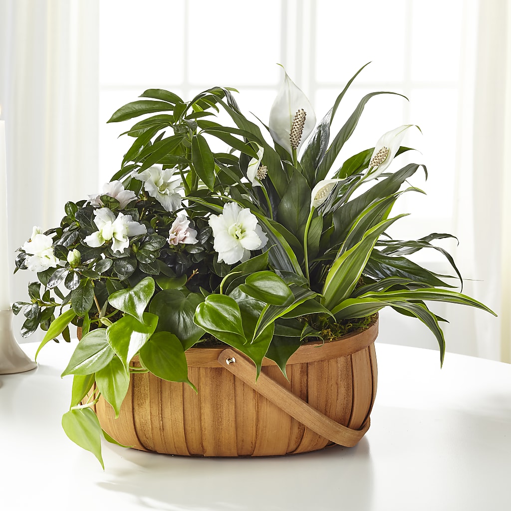 Serene Dishgarden – Portage Florals, Portage PA