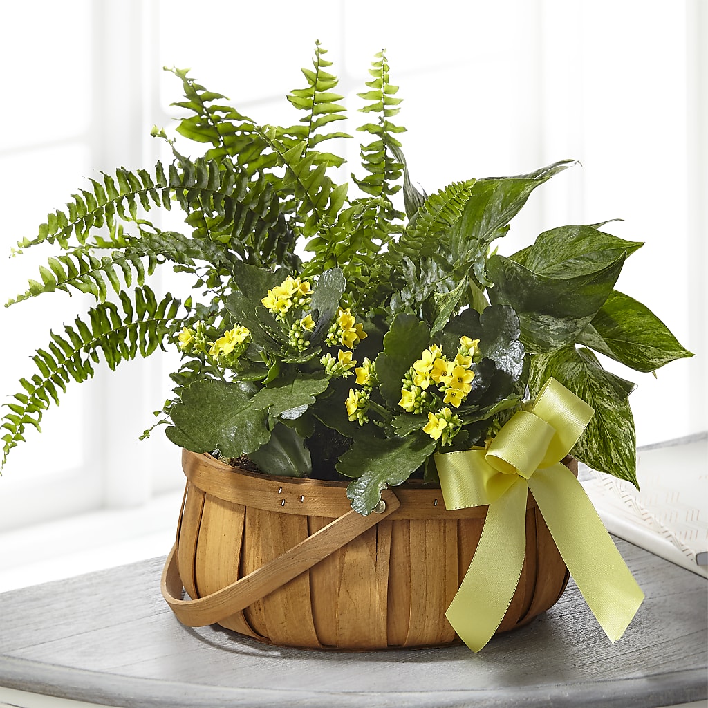 Always Dear Dishgarden – Portage Florals, Portage PA