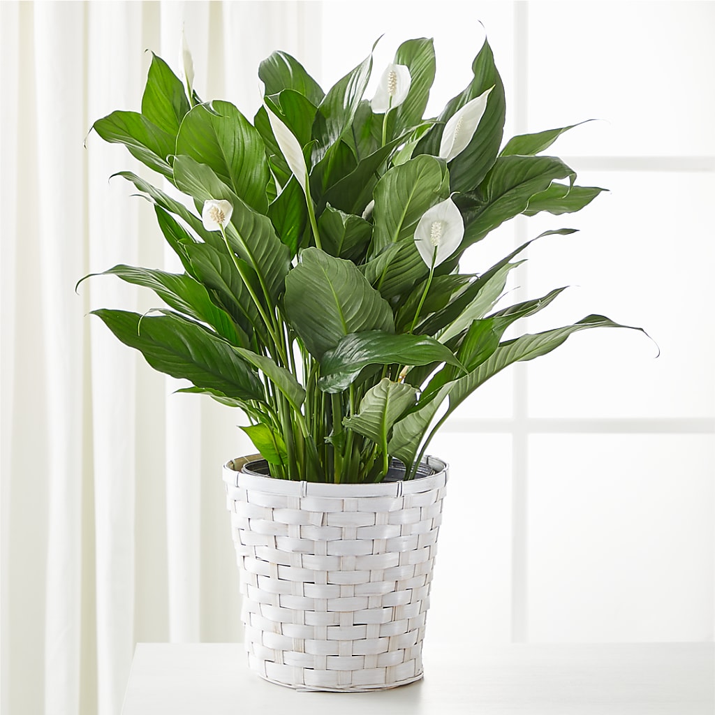 A New Leaf Peace Lily – Portage Florals, Portage PA