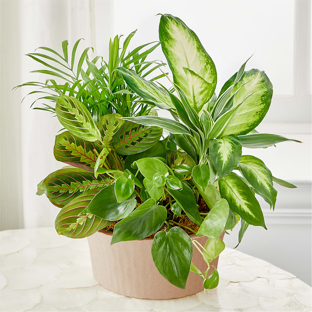 Balance & Harmony Dishgarden – Portage Florals, Portage PA