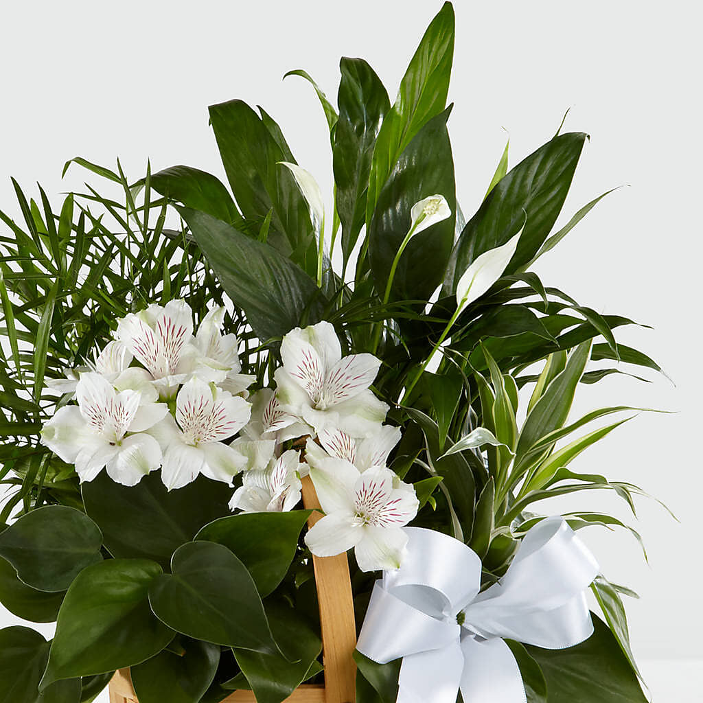 Peace & Serenity Dishgarden –  Portage Florals, Portage PA