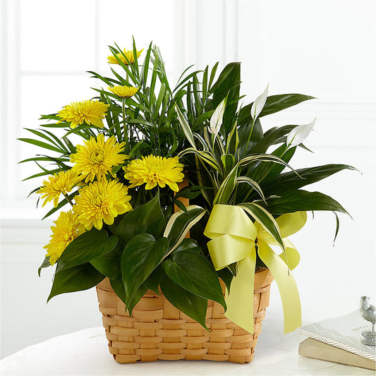 Loving Light Dishgarden –  Portage Florals, Portage PA