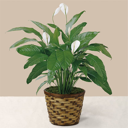 Tranquil Moments Peace Lily Plant –  Portage Florals, Portage PA