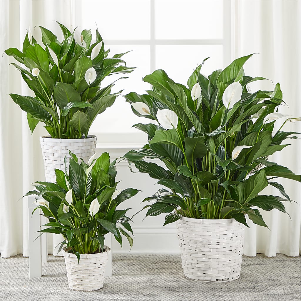 A New Leaf Peace Lily –  Portage Florals, Portage PA