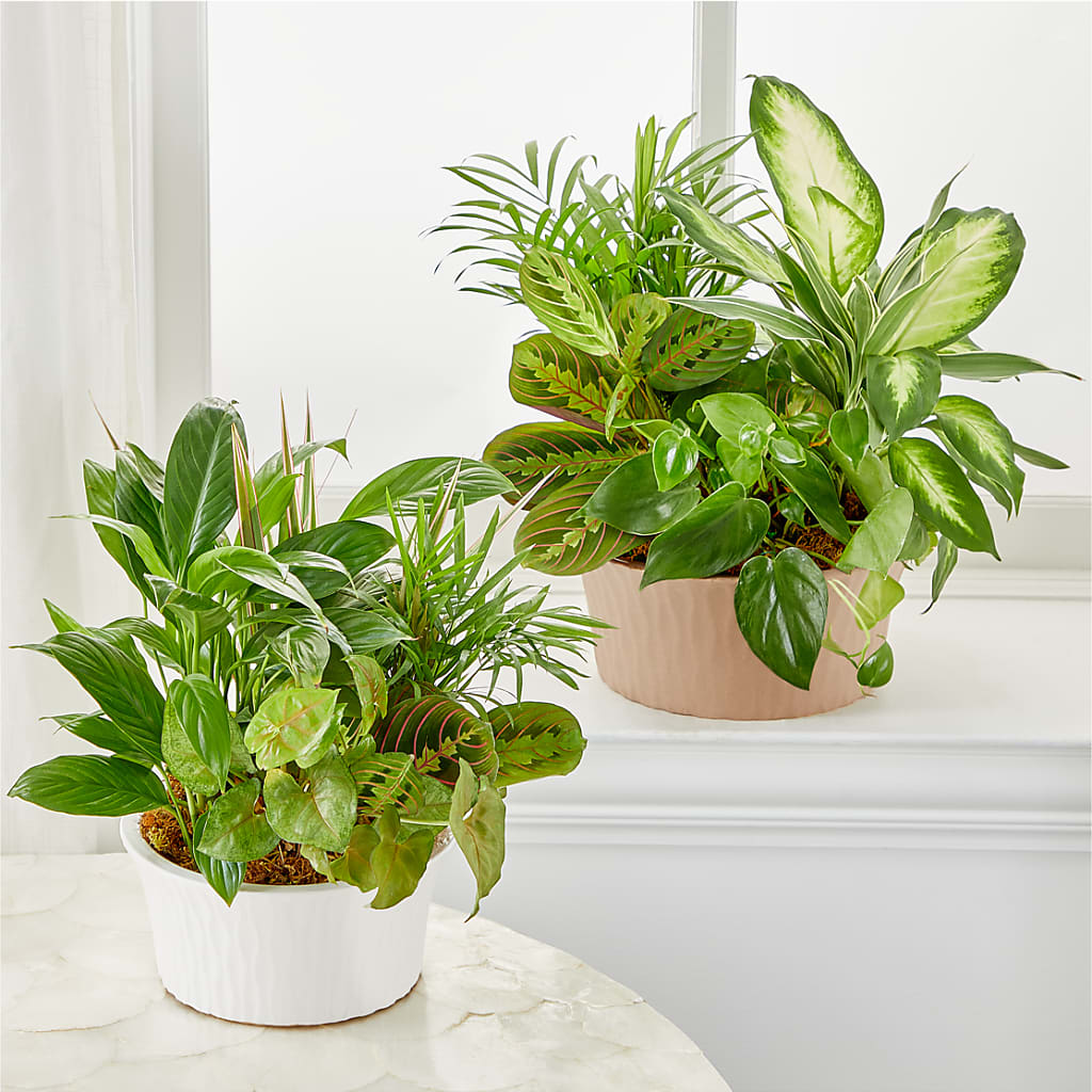 Balance & Harmony Dishgarden –  Portage Florals, Portage PA