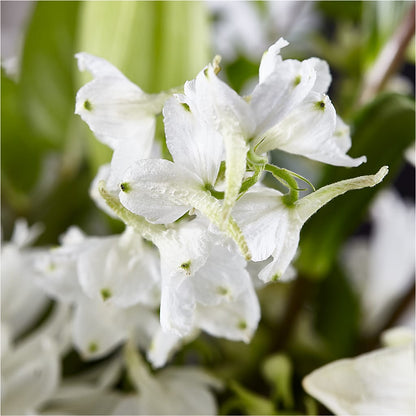 Classic Ivory – A Florist Original –  Portage Florals, Portage PA